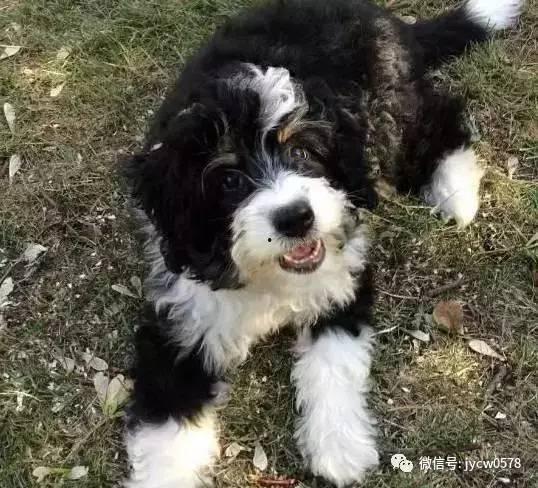 沙皮狗打猎视频,忠诚猎犬的捕猎瞬间