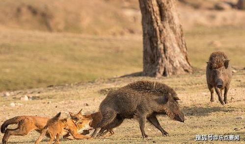 豺犬视频,野性十足的自然奇观