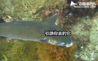 钓乌头视频,揭秘水中“毒王”的捕捞技巧与注意事项