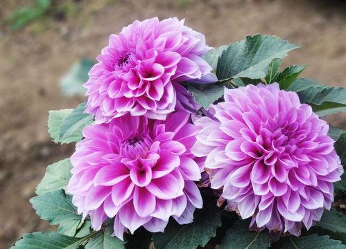 大丽花修剪视频,视频教程解析