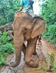 给大象揉篮子视频