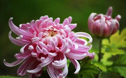 菊花修剪视频,跟随视频教程轻松掌握菊花修剪技巧