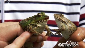 养殖青蛙视频,从视频中学到的养殖秘诀