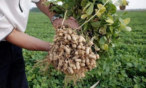 种花生的视频,从播种到收获的视觉之旅