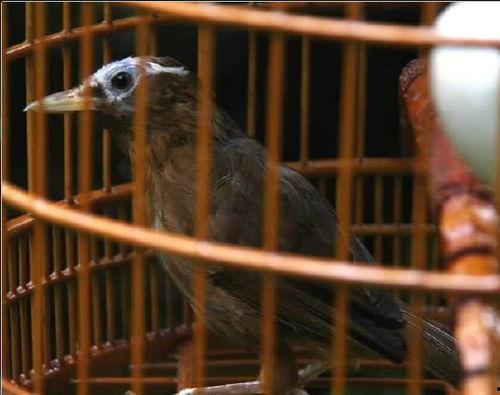 画眉鸟滚笼打斗视频