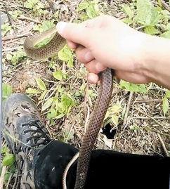 动物捕蛇视频,动物世界中的猎食技巧揭秘