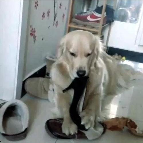 狗咬鞋视频,萌宠日常趣味瞬间