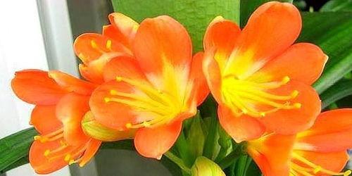 君子兰播种视频,从种子到嫩芽的奇妙之旅