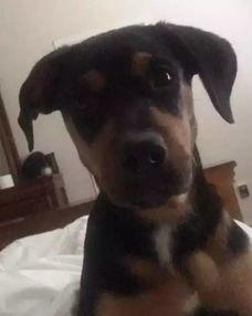 罚狗视频,罚狗视频引发公众关注，宠物教育引深思