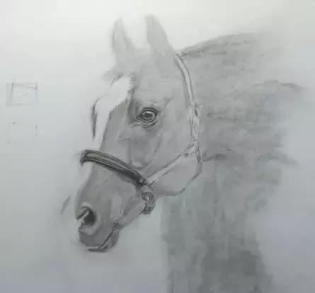 马素描视频,捕捉骏马神韵的艺术之旅