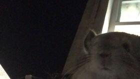 龙猫扔便便视频,揭秘动画中的神奇瞬间