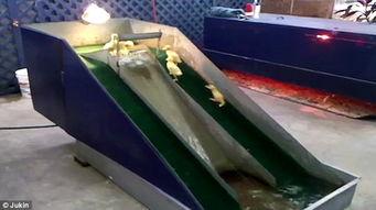 玩水滑梯视频,水滑梯亲子互动瞬间回顾